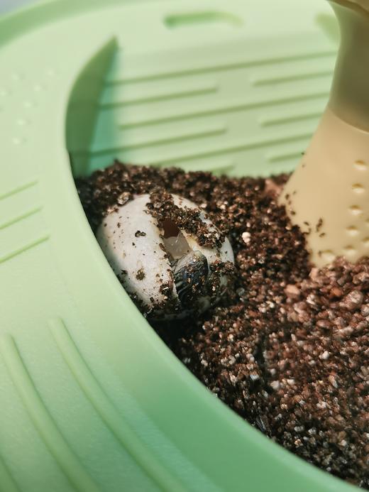 科学罐头乌龟孵化成长舱 商品图3
