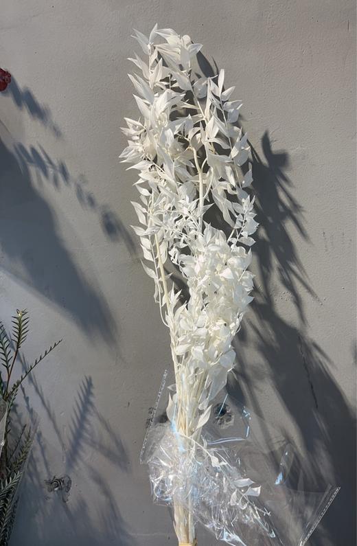 永生花材 | 富贵叶 商品图0