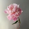 「芍药季」山东芍药·粉凌红花（5枝）| 公众号专属 商品缩略图3