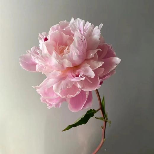 「芍药季」山东芍药·粉凌红花（5枝）| 公众号鲜花 商品图3