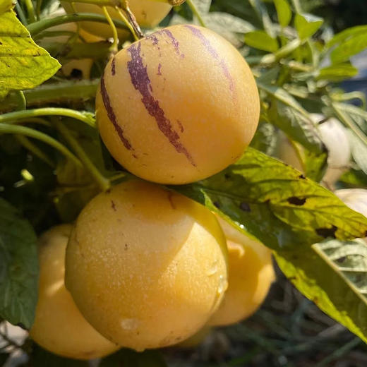 【社区团购】人参果含箱1.8kg 商品图2