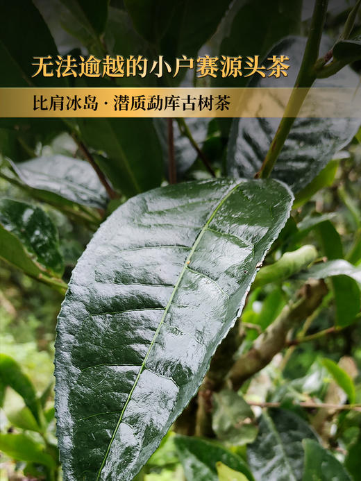 已售罄2024年春茶预售【小户赛】临沧勐库小户赛 “最贴近茶祖的地方” 高香四溢的早春鲜香普洱茶生茶 357克/饼 拍5发6拍20发25 商品图2