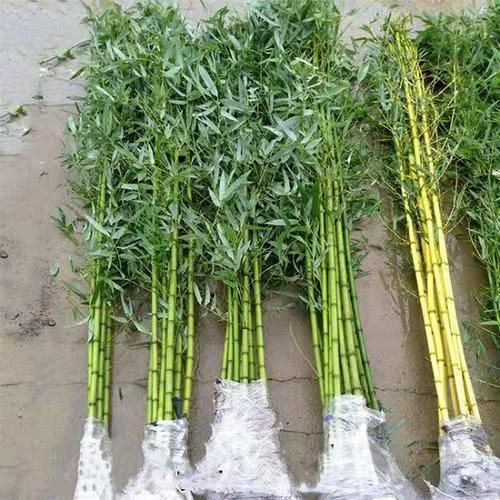 竹子苗北方耐寒庭院绿化景观竹苗植物四季常青紫竹罗盆栽竹子树苗 商品图9