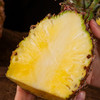 海南金钻凤梨 单果1.2-2斤以上 当季新鲜海南热带水果手撕菠萝 商品缩略图8