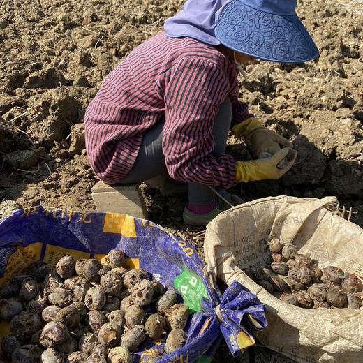 【荔浦马蹄】皮薄肉厚，肉质清脆，细腻无渣，甜嫩多汁贼好吃！而且，新鲜采挖，还带着泥土呢，比超市买的那些新鲜多了！用水一洗，外皮就亮闪闪的，削皮后更是白白净净，看着就让人想咬一口！ 商品图5