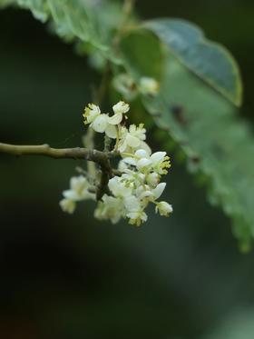  植树节，送你几张【鲜出整个春天】的小树壁纸~（ps.今晚直播间见啊） 