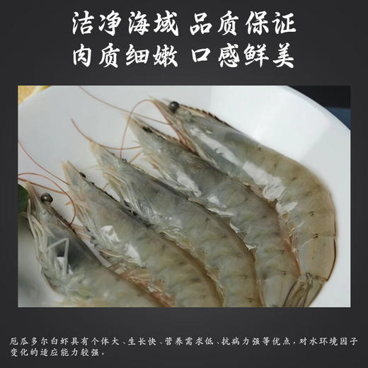 皇冠厄瓜多尔白虾1.8kg(20-30) 商品图1