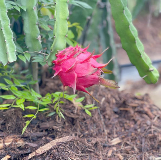 【京都1号】吃海茫茫 中科院研究品种，京都1号火龙果，皮超薄，甜度超好，火龙果里面公认的好 商品图8