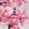 「芍药季」山东芍药·粉凌红花（5枝）| 公众号鲜花 商品缩略图0