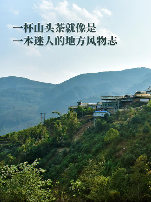 已售罄2024年春茶预售【小户赛】临沧勐库小户赛 “最贴近茶祖的地方” 高香四溢的早春鲜香普洱茶生茶 357克/饼 拍5发6拍20发25 商品图1