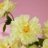 「芍药季」山东芍药·进口·芭茨拉（2枝）| 公众号鲜花 商品缩略图1