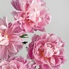 「芍药季」山东芍药·粉凌红花（5枝）| 公众号鲜花 商品缩略图1