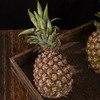 海南金钻凤梨 单果1.2-2斤以上 当季新鲜海南热带水果手撕菠萝 商品缩略图13