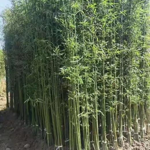 竹子苗北方耐寒庭院绿化景观竹苗植物四季常青紫竹罗盆栽竹子树苗 商品图8