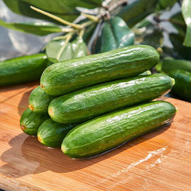 【BF】精品小黄瓜/200g