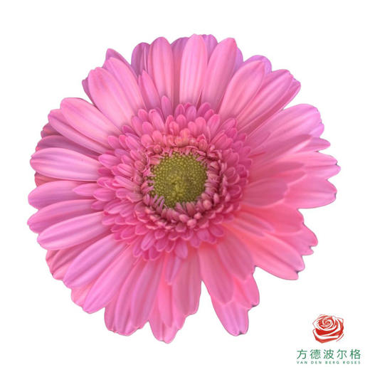 非洲菊 麦兜 10枝一扎 商品图0