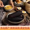 【39.9抢10根！超好吃的黑糯玉米】口感软糯 颗粒饱满 香糯味美 营养丰富 早餐代餐美食 商品缩略图0