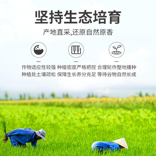 八宝米 1kg/米砖 商品图10