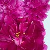 「芍药季」山东芍药·红艳争辉（10枝）| 公众号鲜花 商品缩略图1