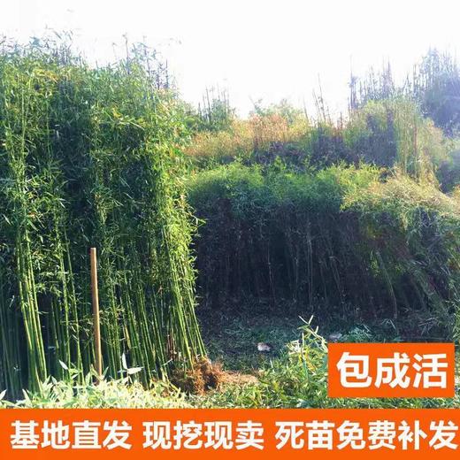竹子苗北方耐寒庭院绿化景观竹苗植物四季常青紫竹罗盆栽竹子树苗 商品图1
