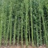竹子苗北方耐寒庭院绿化景观竹苗植物四季常青紫竹罗盆栽竹子树苗 商品缩略图7