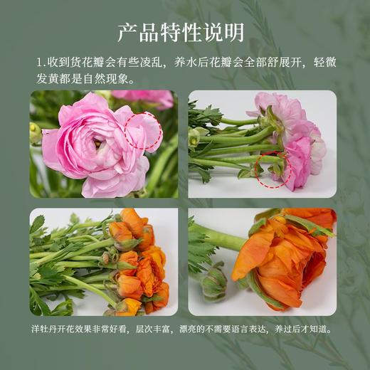 新鲜鲜花  洋牡丹（8-10）支（ 可备注送货时间） 商品图1