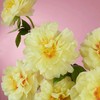 「芍药季」山东芍药·进口·芭茨拉（2枝）| 公众号鲜花 商品缩略图3