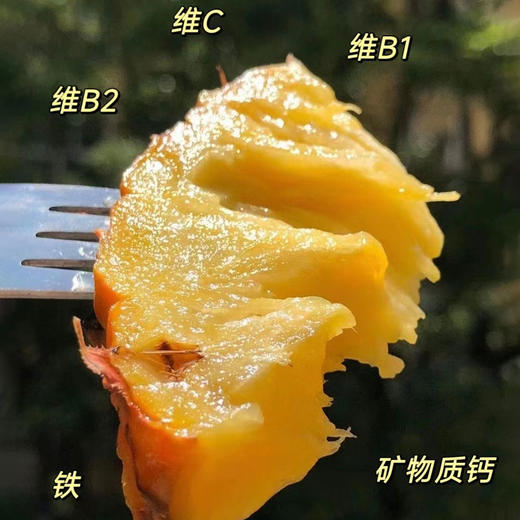 海南金钻凤梨 单果1.2-2斤以上 当季新鲜海南热带水果手撕菠萝 商品图3