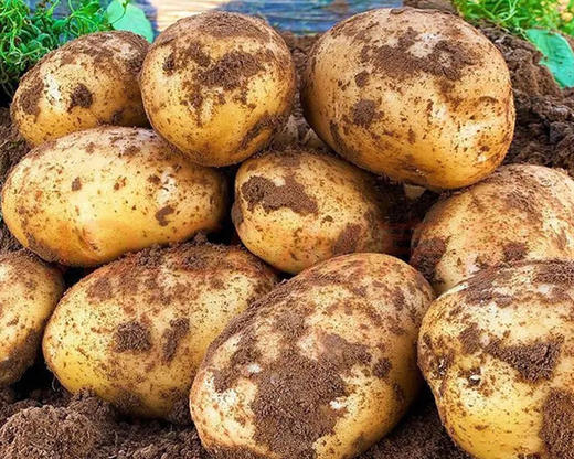 恩施高山大土豆（约1kg/份） 商品图2