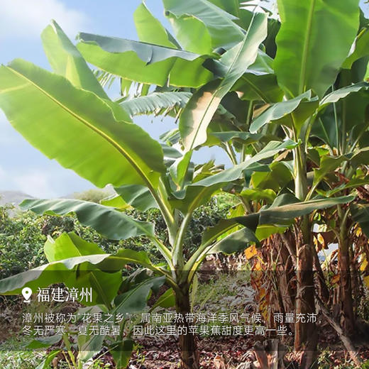 【34.9元5斤】【小胖蕉/苹果蕉】香蕉 福建产区  新一季自然成熟 5斤/箱（1-2串  20-25根） 商品图3