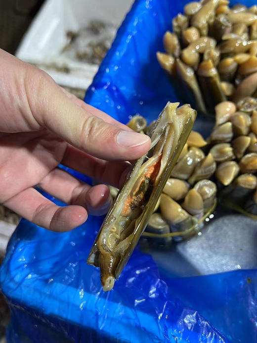 鲜活竹节蛏，现在最肥，部分带籽，一份2斤 商品图1
