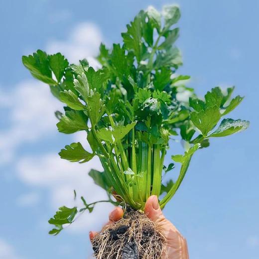 云南高原水果芹菜【360克】 商品图1