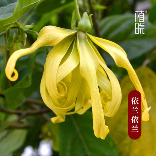 植晓 依兰依兰精油 5ml 商品图1