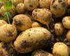 恩施高山大土豆（约1kg/份） 商品缩略图1