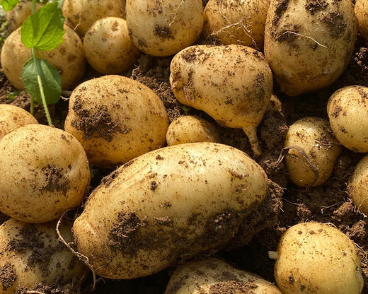 恩施高山大土豆（约1kg/份） 商品图1