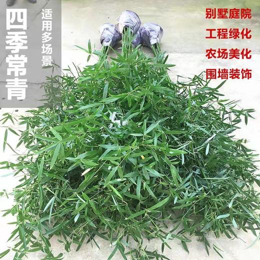 竹子苗北方耐寒庭院绿化景观竹苗植物四季常青紫竹罗盆栽竹子树苗 商品图3