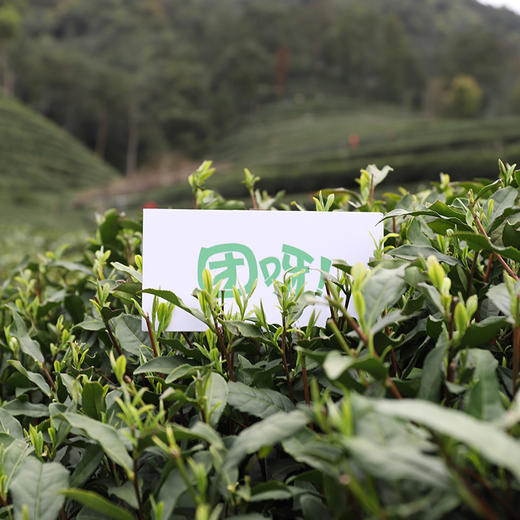 【2026年新茶 明前头采龙井茶】正宗明前龙井 50g/盒 送礼袋 龙井43号新茶 口粮茶 自饮性价比高 杭州钱塘产区龙井茶 杭州产地直发 商品图7