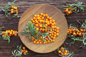 为什么吃沙棘，肝会越来越好？