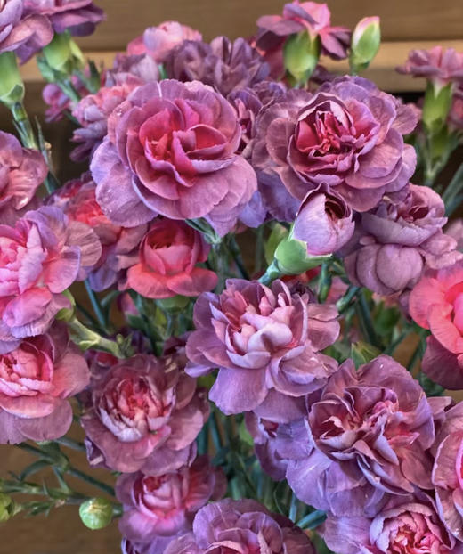 【稀有系列】多丁康乃馨-野马 约20枝/扎 商品图3