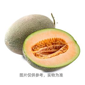 西州哈密瓜（1个）{南医店专用}（13010120）