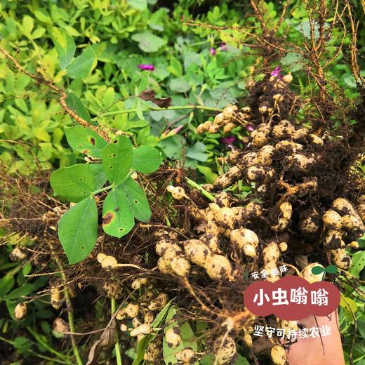 生态花生油 700ml /2.5L | 合作农友生产，产自河北唐山，生产者：张振 *【公平贸易农人定价】 商品图9