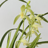  「花期5-11月」“兰花之乡”翁源出品 精品建兰（带盆发货） 富山奇蝶/宝岛仙女/绿鸟嘴/金荷/马尾爪 商品缩略图7