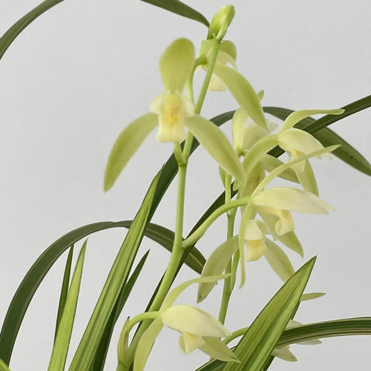  「花期5-11月」“兰花之乡”翁源出品 精品建兰（带盆发货） 富山奇蝶/宝岛仙女/绿鸟嘴/金荷/马尾爪 商品图7