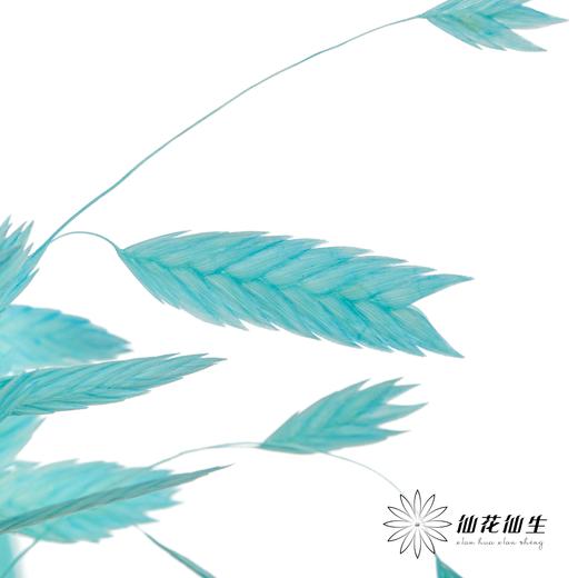 永生花材 | 小盼草琉光蓝 商品图3