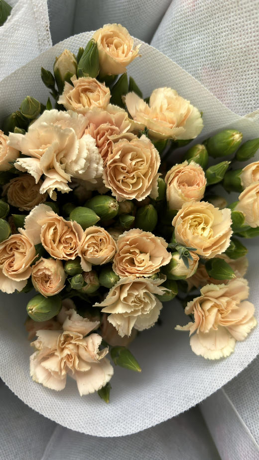 【稀有系列】多丁康乃馨-流年 约20枝/扎 商品图2