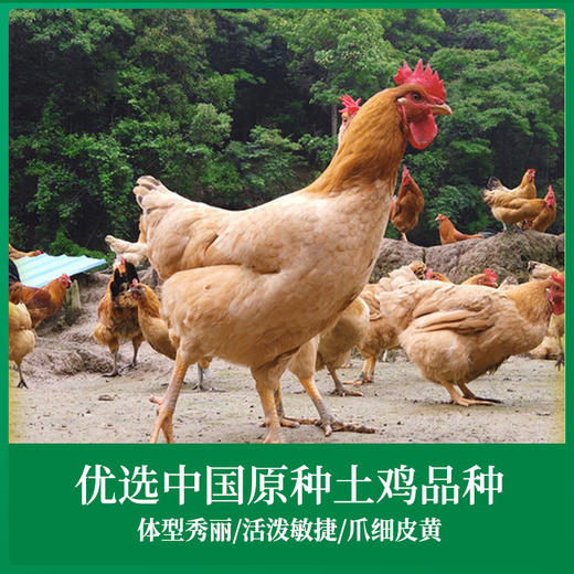 【超嫩童子鸡】&【黄油老母鸡】3只 蛋鲜森 白切鸡手撕鸡专用  炖汤老母鸡  无抗鸡肉 商品图2
