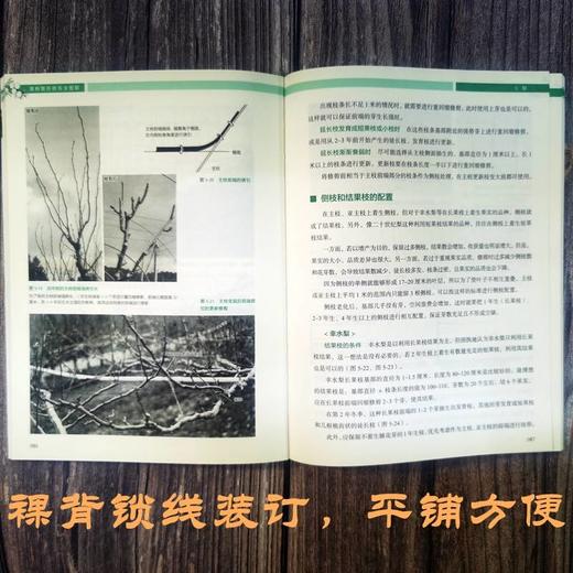 官网 果树整形修剪全图解 日本农山渔村文化协会 14种果树修剪入门教程书籍 商品图2