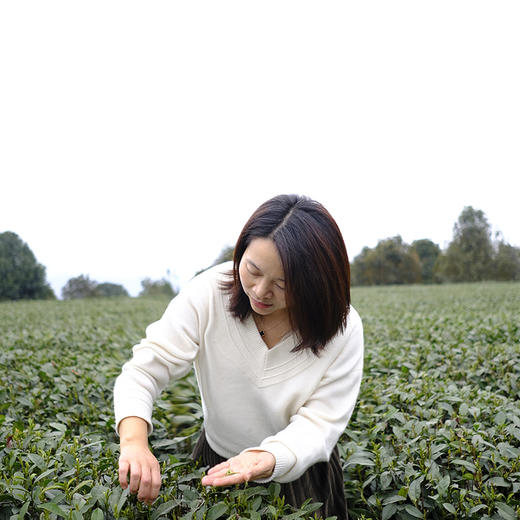 【2026年春茶-手工蒙顶甘露！一茶难求！魏久淞亲制】毛伟人同款 五代非遗传承 手工炭烘温性绿茶 温而阻疾 商品图5