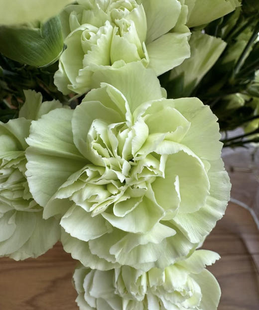 【稀有系列】多丁康乃馨-绿茶 约20枝/扎 商品图5