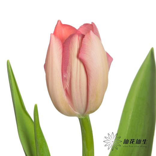 国产郁金香 | 三文鱼 商品图2